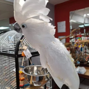umbrella cockatoo for sale near me