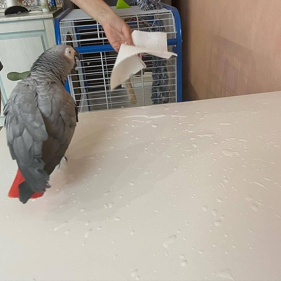 how to train a parrot
