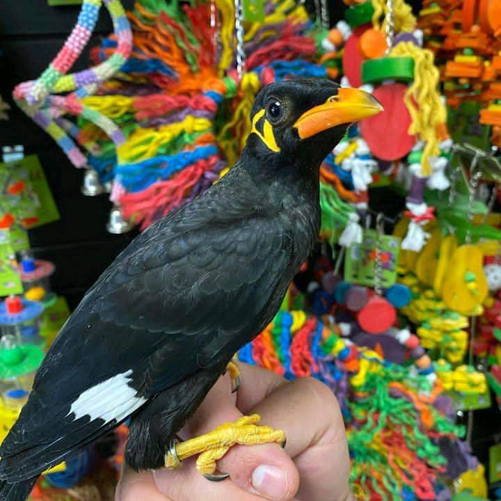 mynah bird for sale near me