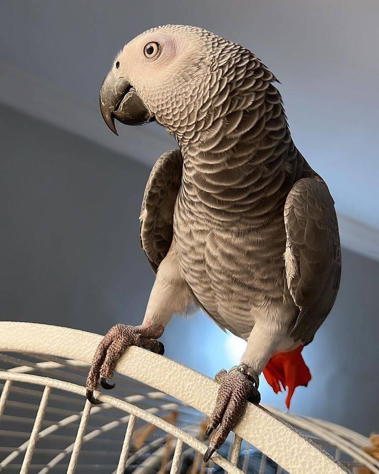 african grey parrot talking african grey parrot