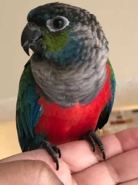 crimson bellied conure for sale near me