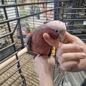 galah cockatoo for sale near me