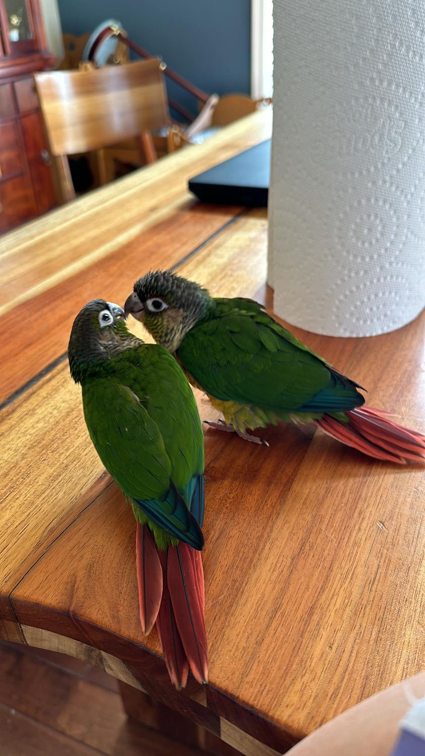 green cheek conure for sale green cheek conure for sale