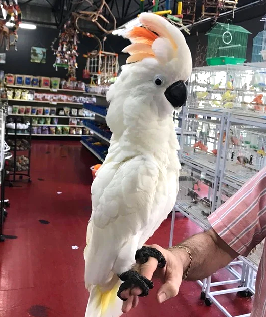 moluccan cockatoo for sale near me