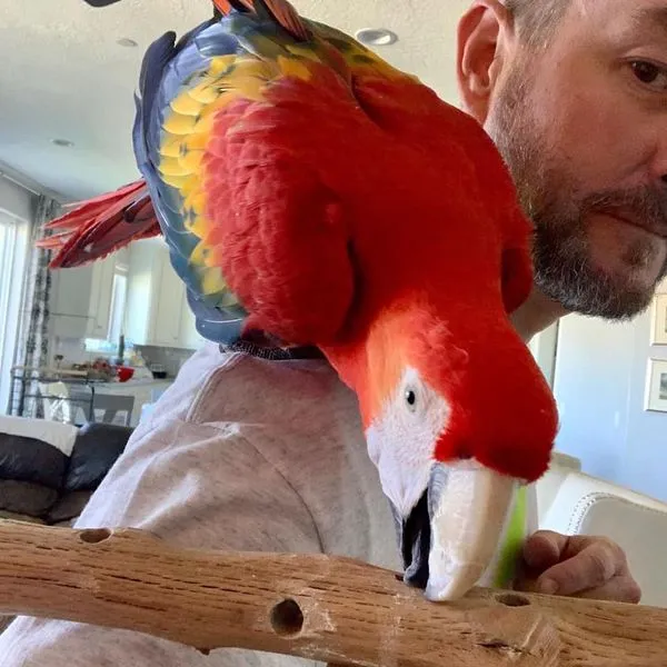 scarlet macaw parrot for sale near me