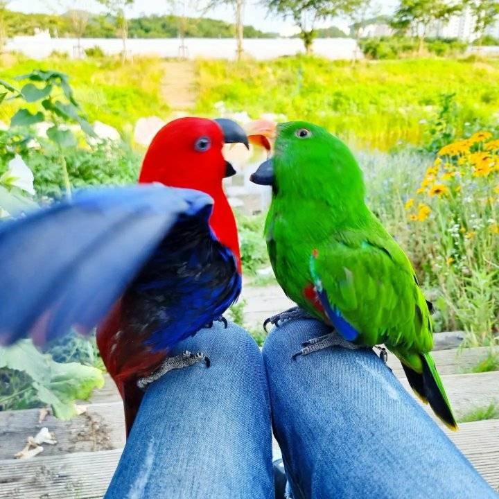 solomon eclectus parrot pair