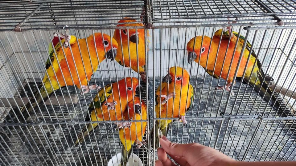 sun conure for sale near me