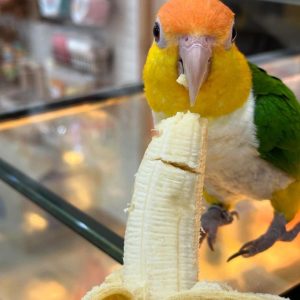 white bellied caique for sale near me