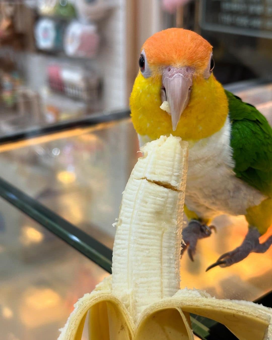 white bellied caique for sale near me