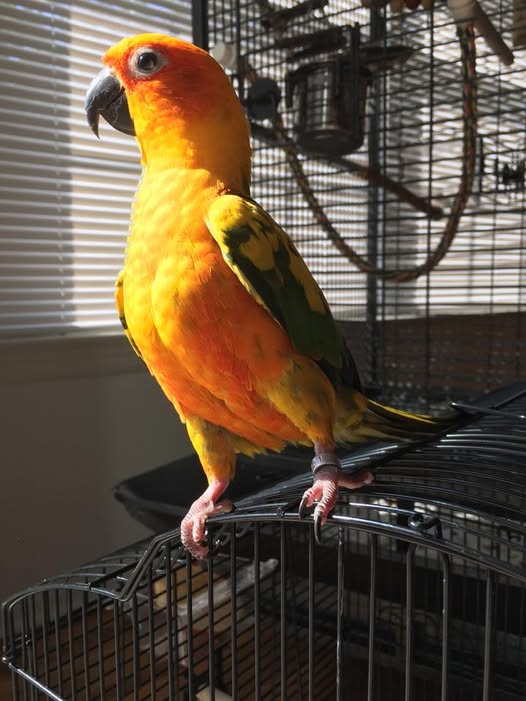 sun conure for sale